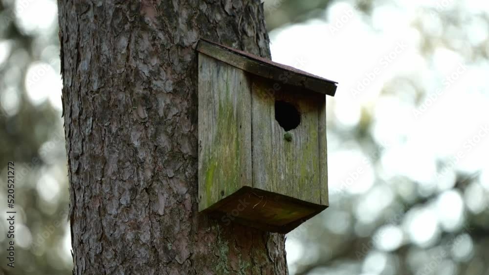Great Tit Bird Inside The Wooden Cage On The Tree Trunk Fly Away. Selective Focus Shot Great Tit Bird Inside The Wooden Cage On The Tree Trunk Fly Away. Selective Focus Shot