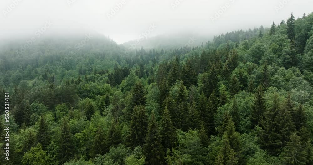 Flying Over Lush Deciduous Forest Covered With Misty Clouds Near Bakuriani, Georgia. Aerial Drone Shot Flying Over Lush Deciduous Forest Covered With Misty Clouds Near Bakuriani, Georgia. Aerial Drone Shot