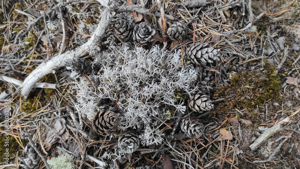 pine cones and moss composition pine cones and moss composition