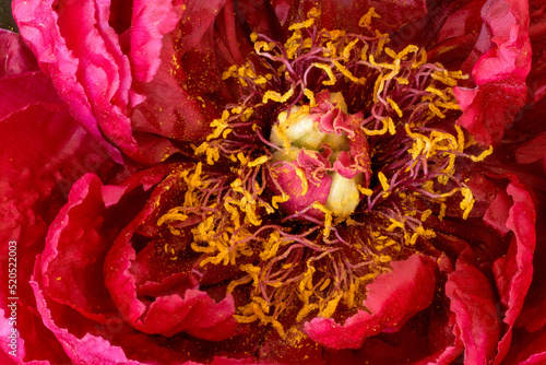 Vibrant red peony blossom heart top view macro in vintage painting style