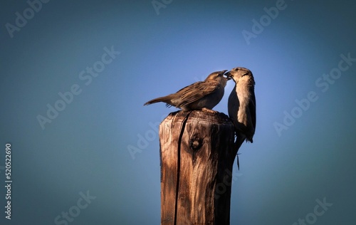Photographie Two Sparrows making love to each other in a beautiful day