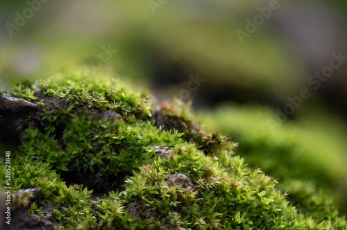  Moss trees growthing on stone and on nature background.