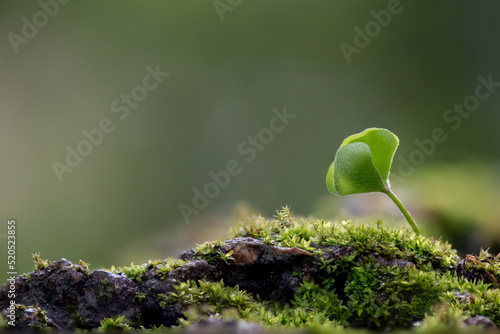 Marsilea crenata green leaf on nature background.