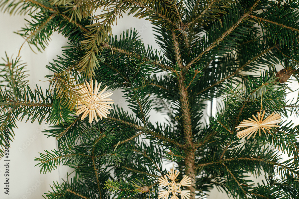 Stylish straw ornaments on fir branches in festive room. Simple eco decoration, straw stars on christmas tree branches. Ukrainian traditional ornaments. Holiday decor Stylish straw ornaments on fir branches in festive room. Simple eco decoration, straw stars on christmas tree branches. Ukrainian traditional ornaments. Holiday decor