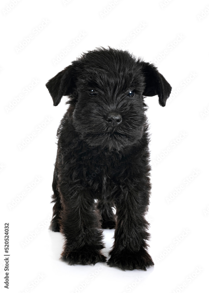 black miniature schnauzer in studio