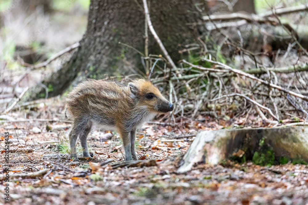 Fototapeta premium Side view of young wild boar posing in the forest. Horizontally. 