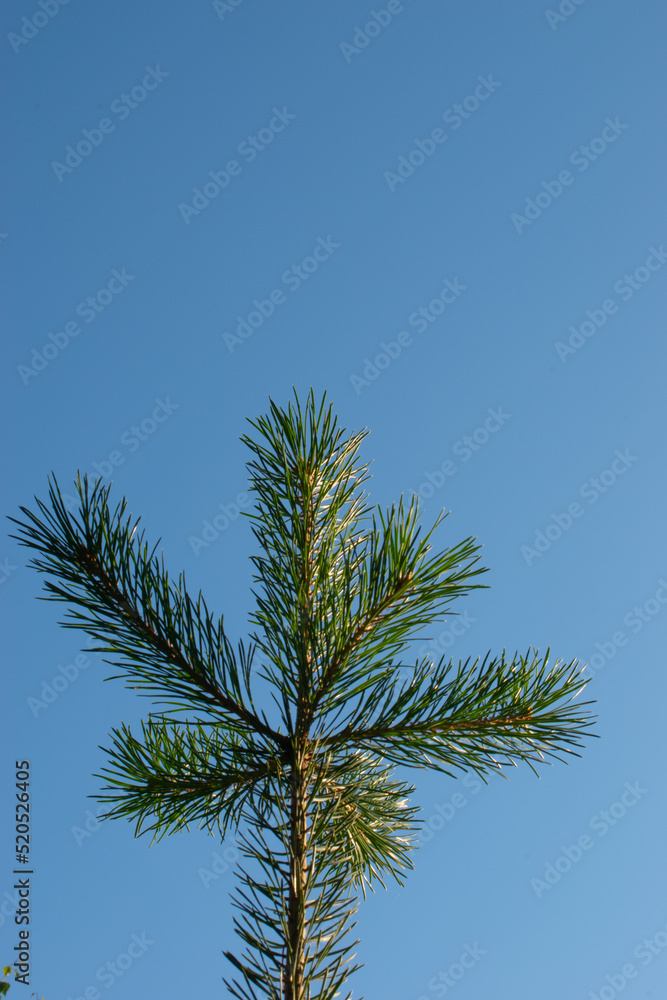 Green spruce branches close up with cones. Spruce branches against a blue sky. Many cones on spruce. Fir tree. Background image with copy space. Copy space, springtime. High quality photo Green spruce branches close up with cones. Spruce branches against a blue sky. Many cones on spruce. Fir tree. Background image with copy space. Copy space, springtime. High quality photo