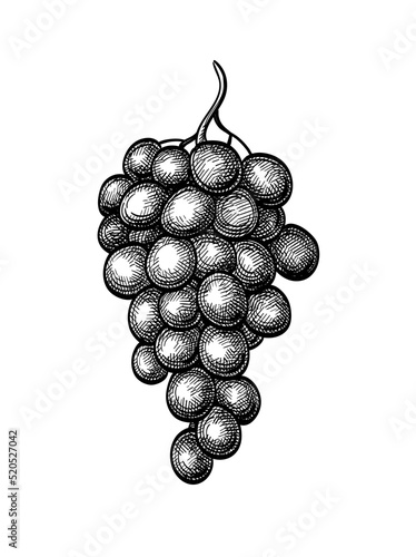 Bunch of grapes ink sketch.