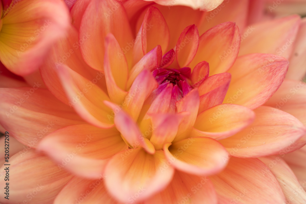 Fototapeta premium Orange apricot, salmon pink dahlia melody dora blooming in the dutch flower garden in summer, close up and macro