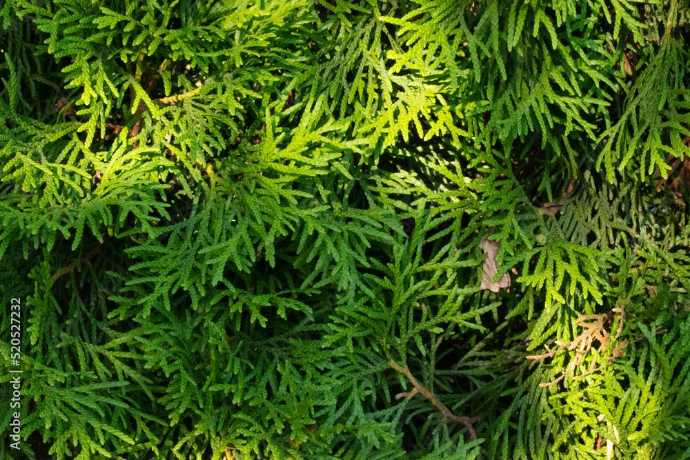 Bright green fluffy larch branches on a summer sunny day. The natural beauty of a graceful larch twig. Young larch branches in close-up. Full frame. Background of dense green larch with soft leaves. Bright green fluffy larch branches on a summer sunny day. The natural beauty of a graceful larch twig. Young larch branches in close-up. Full frame. Background of dense green larch with soft leaves.