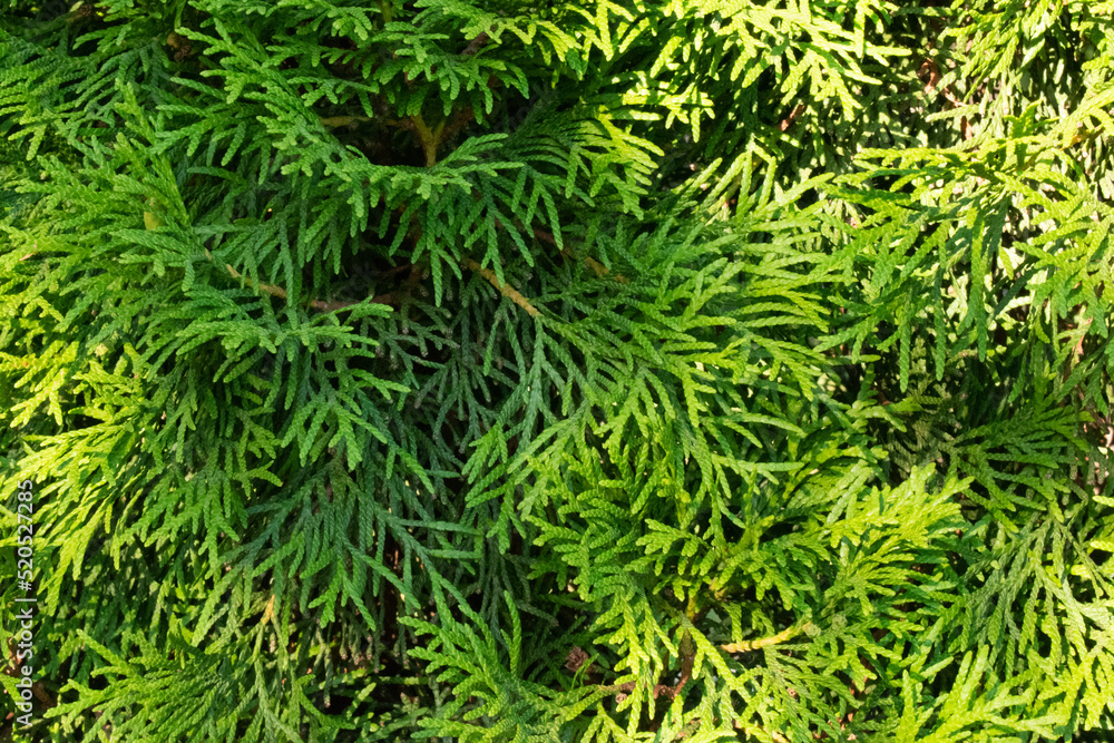 Bright green fluffy larch branches on a summer sunny day. The natural beauty of a graceful larch twig. Young larch branches in close-up. Full frame. Background of dense green larch with soft leaves. Bright green fluffy larch branches on a summer sunny day. The natural beauty of a graceful larch twig. Young larch branches in close-up. Full frame. Background of dense green larch with soft leaves.