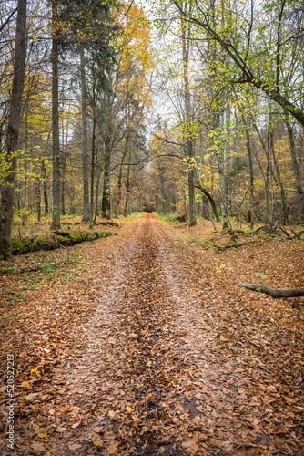 droga przez las zasypana spadającymi jesiennymi liśćmi 
