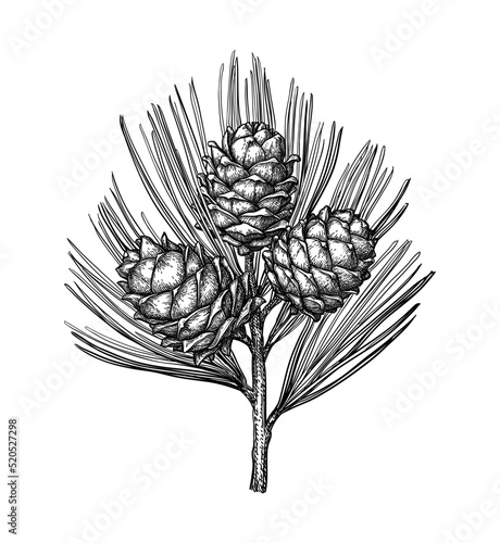 Ink sketch of pine nut photo