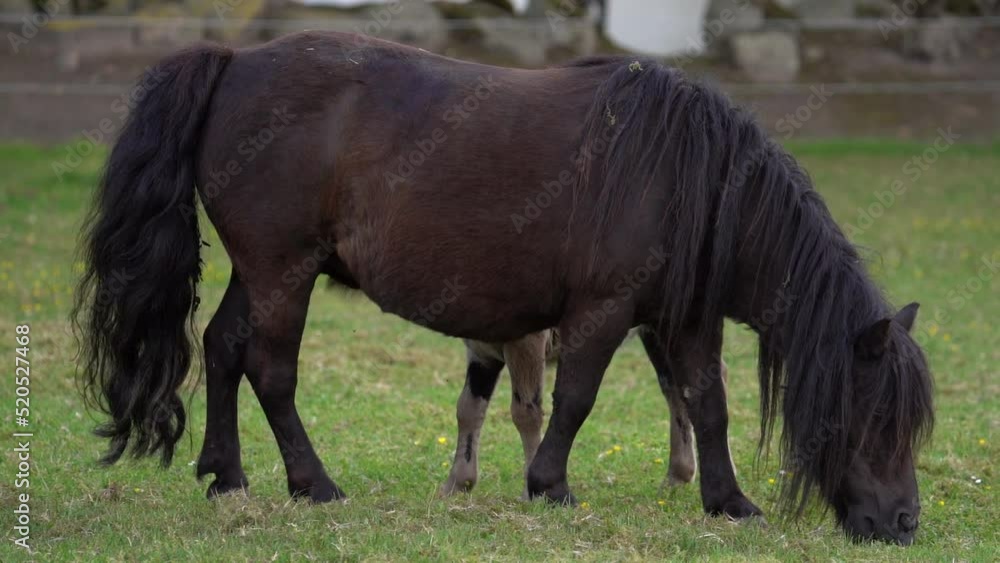 Scottish Breed Shetland Pony Mare With A Foal Grazing On Field. Close Up Scottish Breed Shetland Pony Mare With A Foal Grazing On Field. Close Up