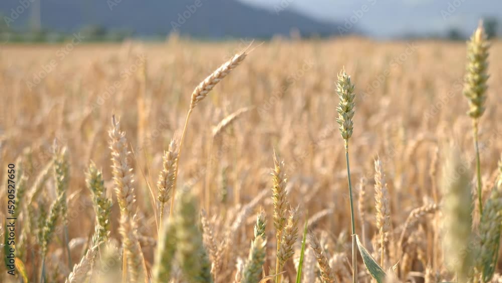 Close Up View Of Wheat Head With Bokeh Background Of Golden Field. Dolly Right. Establishing Shot Close Up View Of Wheat Head With Bokeh Background Of Golden Field. Dolly Right. Establishing Shot