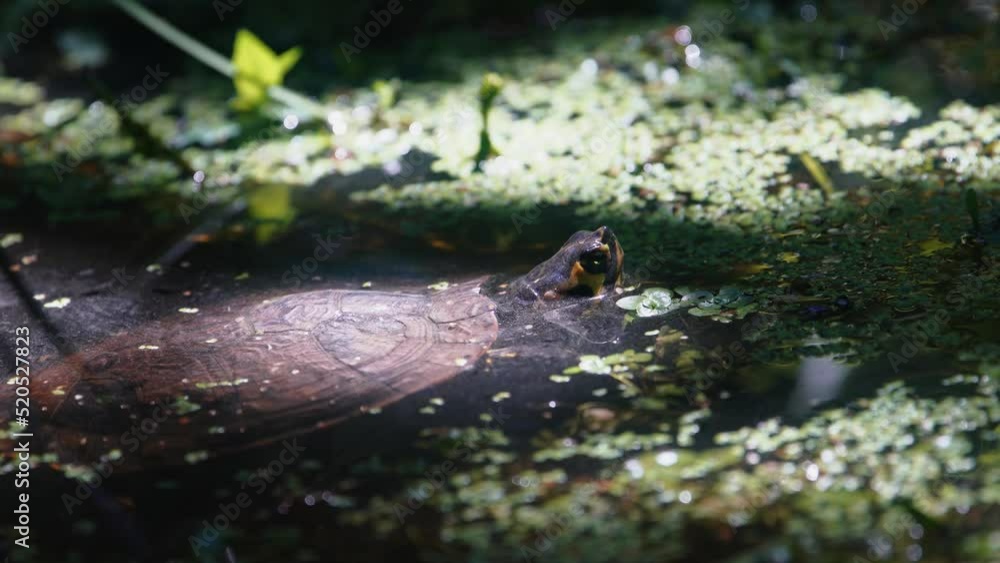 Yellow belly slider turtle swimming in marshy pond. Yellow belly slider turtle swimming in marshy pond.