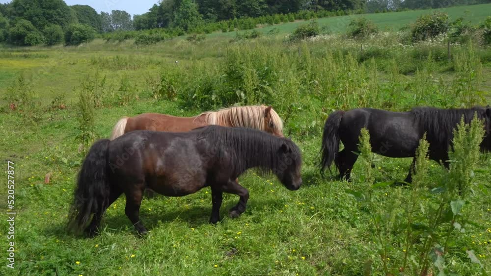 Herd Of Shetland Ponies Walking Through Buttercup Fields. Tracking Shot