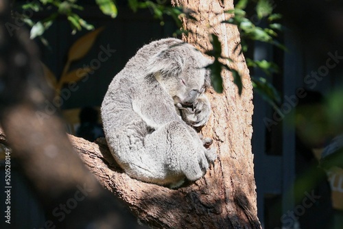 Photography Closeup shot of an adorable sleeping koala bear (Phascolarctos cinereus) on tree
