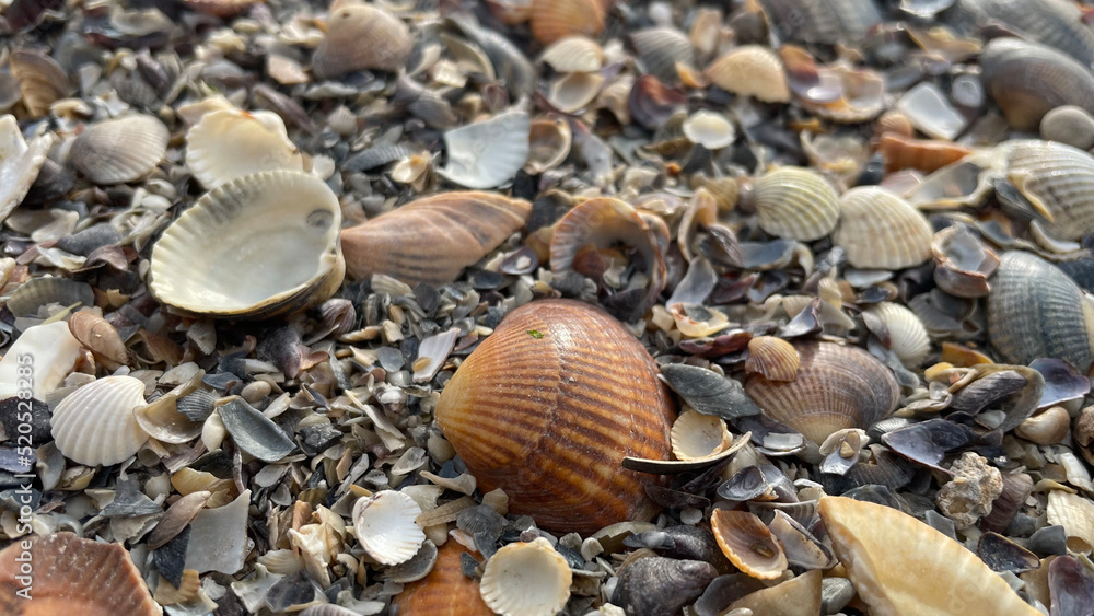 Close-up seashells beach at Caspian sea