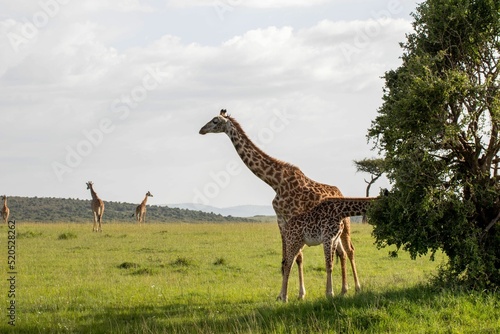 Fotografija Group of giraffes walking in the extensive field
