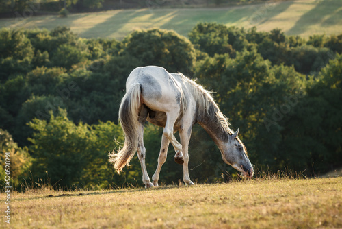 White horse disturbing by flies on pasture at summer. Rural scene