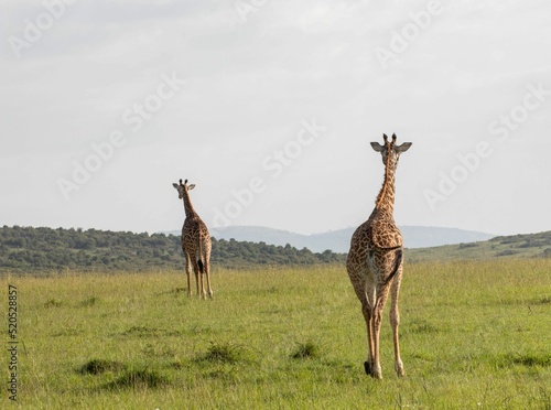 Photography Tall giraffes walking in the vast field