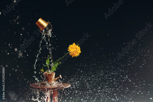 yellow flower in golden watering can in drops of water on dark background photo