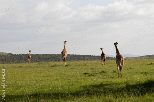 Fotografija Group of tall giraffes walking in the extensive field