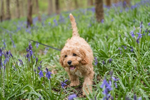 Closeup of a cavapoo puppy walking in the grass with beautiful flowers photo