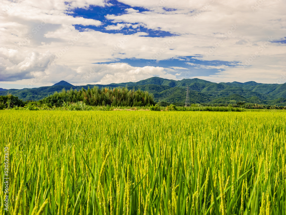 【農業】青空の下の夏の米の稲　食料

