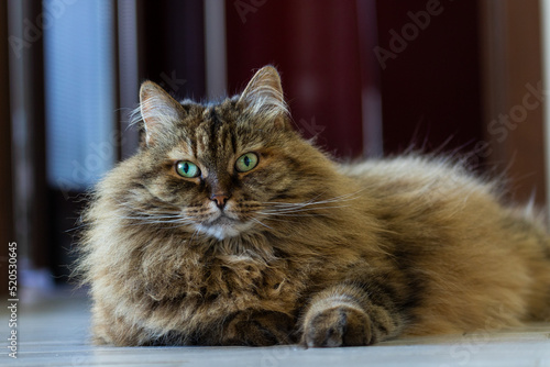 Siberian cat in relax indoor, brown mackerel hair version