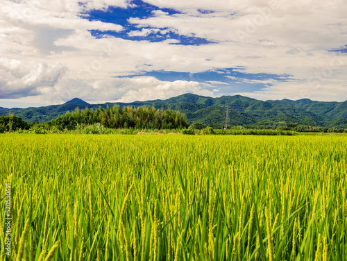 Ears of rice blowing in wind in autumn or fall  Agriculture or food background  Food industry