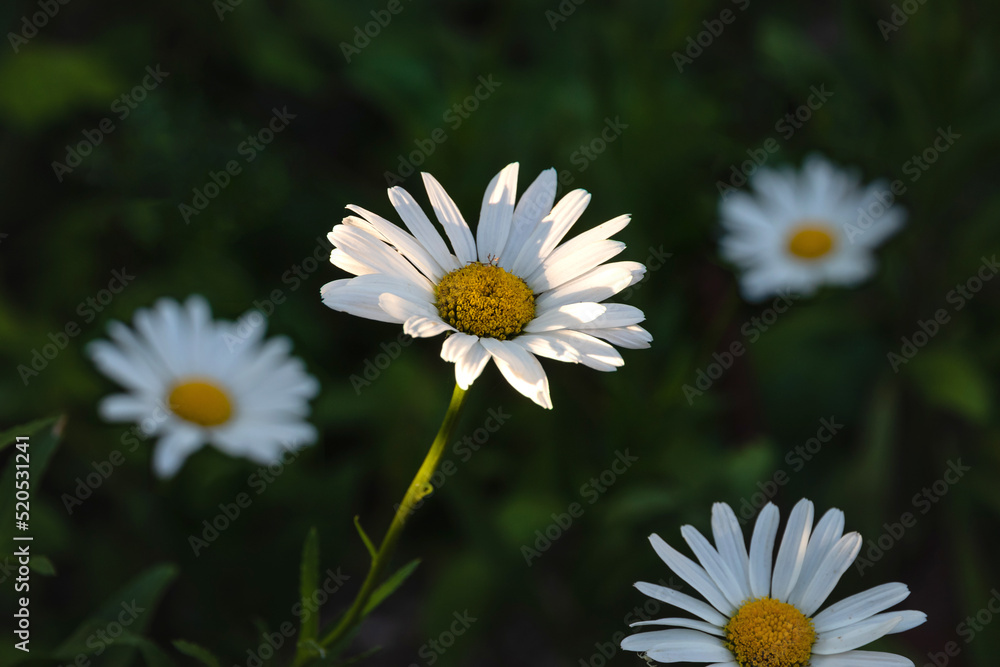 Chamomile flowers on a dark green background. A white chamomile flower with a yellow core on a dark background of green foliage. A blurry background of green leaves with a white chamomile flower. Chamomile flowers on a dark green background. A white chamomile flower with a yellow core on a dark background of green foliage. A blurry background of green leaves with a white chamomile flower.
