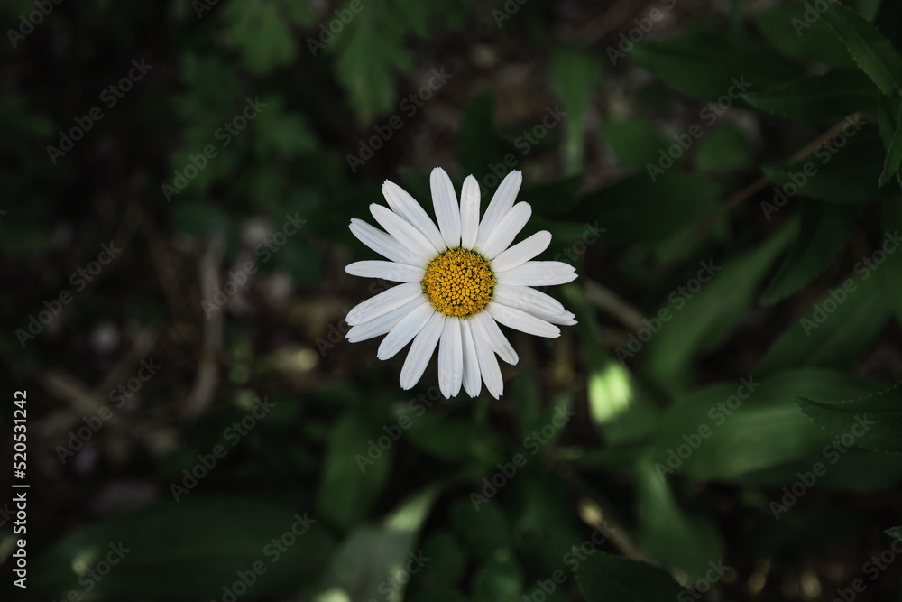 A daisy flower on a dark green background. A white chamomile flower with a yellow core on a dark background of green foliage. A blurry background of green leaves with a white chamomile flower. A daisy flower on a dark green background. A white chamomile flower with a yellow core on a dark background of green foliage. A blurry background of green leaves with a white chamomile flower.