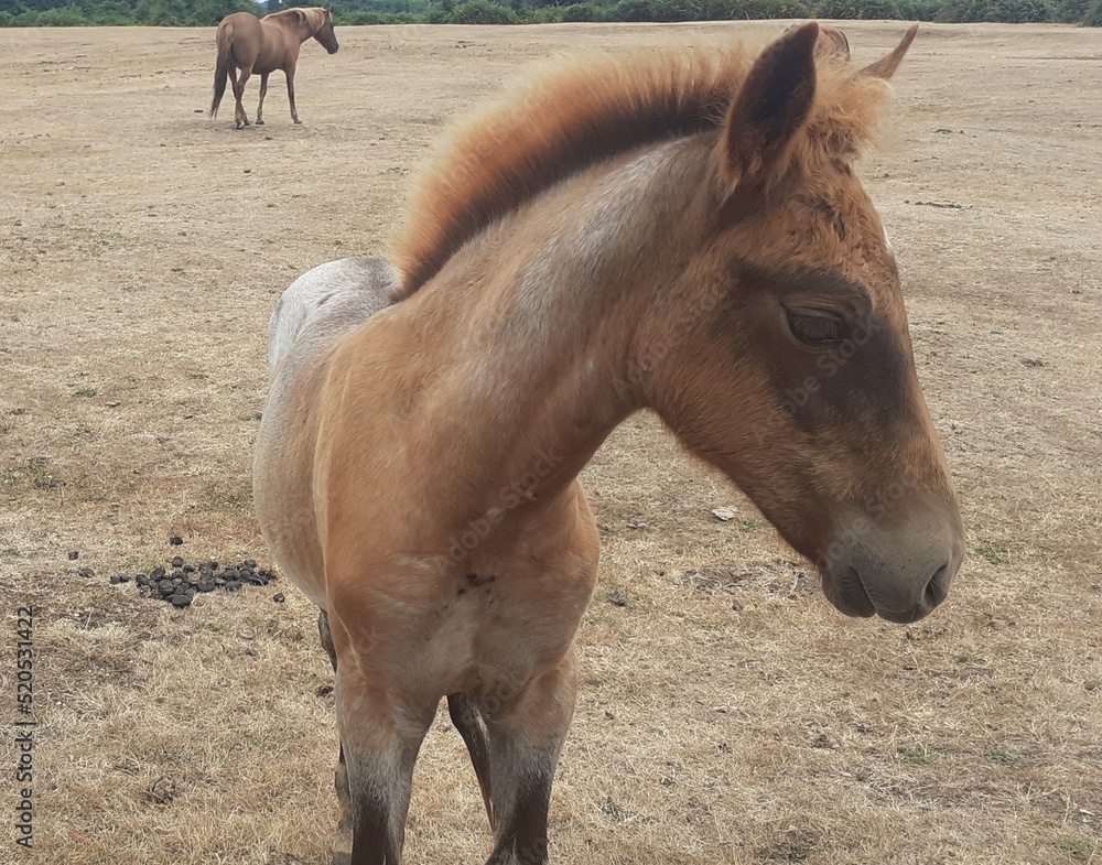 Fototapeta premium New Forest Foals