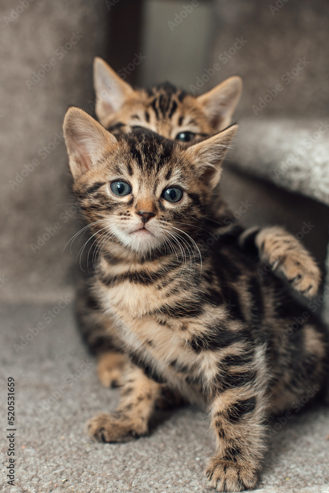 Two cute bengal kittens sitting on a soft cat's shelf of a cat's house.