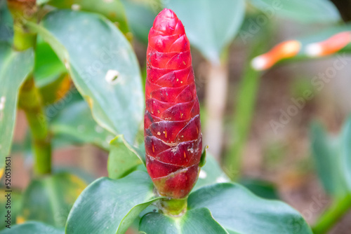 The red tip of the costus spicatus plant photo