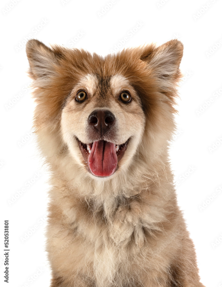 Finnish Lapphund in studio Finnish Lapphund in studio