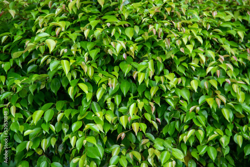 Close-up view of the green leaf texture in the garden © OYeah