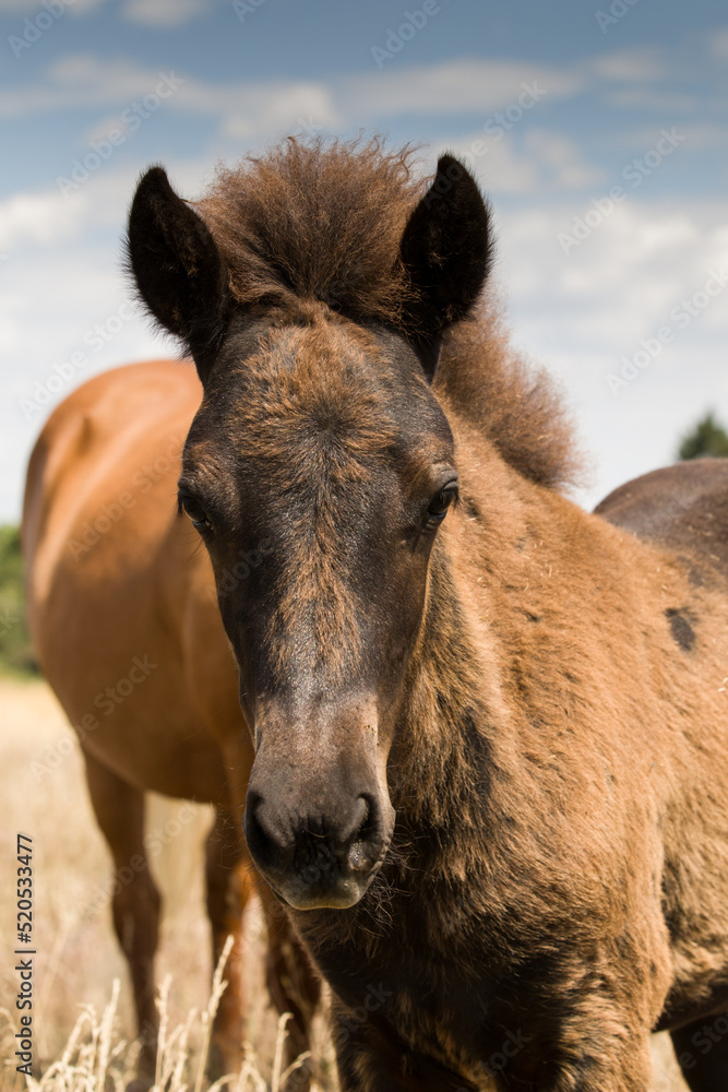 Fototapeta premium Icelandic horse young