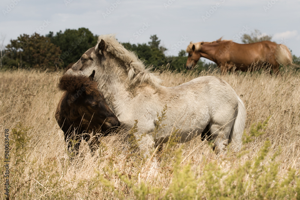 Fototapeta premium Car for