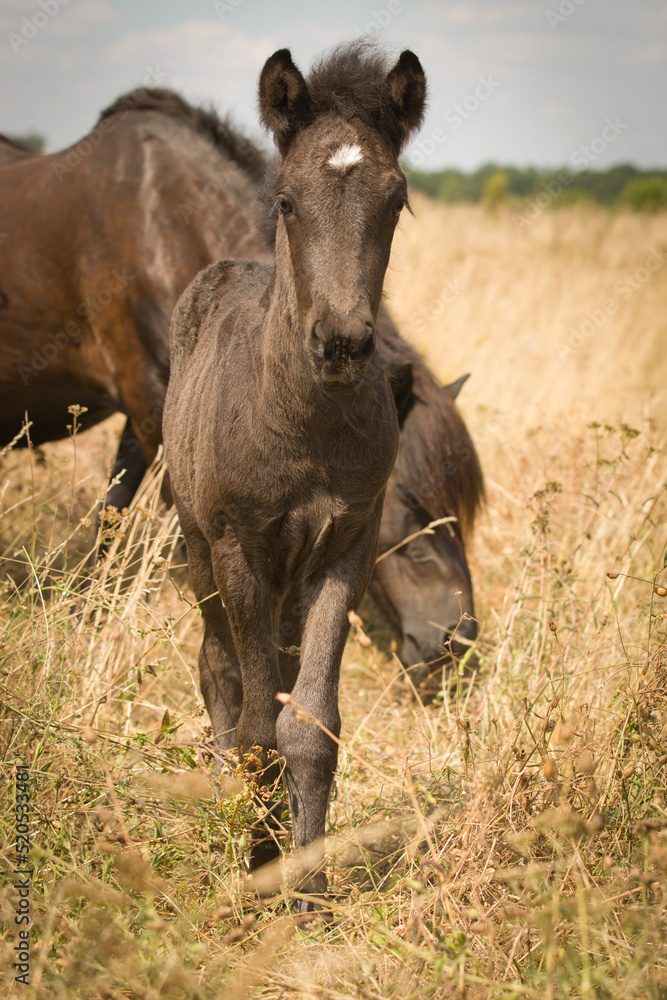 Fototapeta premium Iceland horse