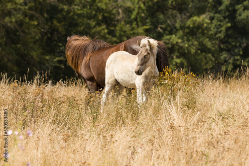 Mother mare with Foal  