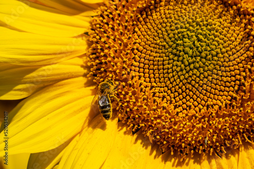Bees collect nectar and pollen from flowers of sunflower. Sunflowers give a lot of nectar and pollen than attract insects. 