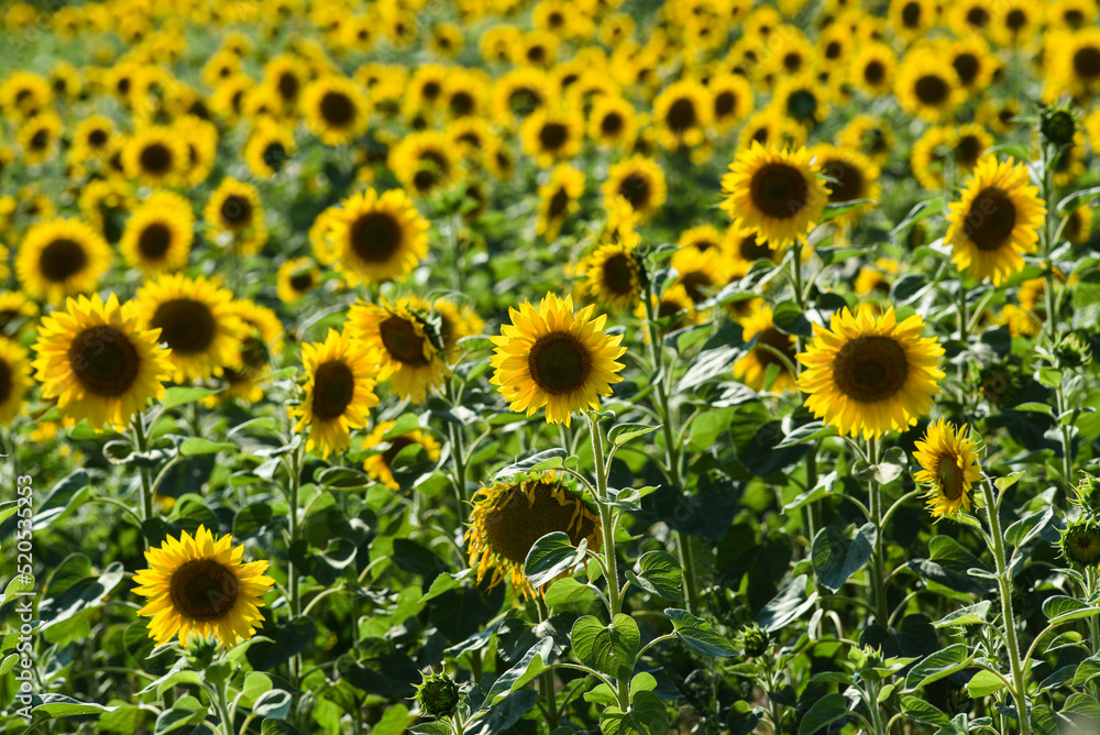 Sunflowers ripening in the field on a sunny day, texture of sunflowers. Sunflowers ripening in the field on a sunny day, texture of sunflowers.