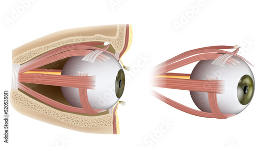 Human Eye Extraocular Muscles. Ophthalmology.  Eyes muscles in side view. Vector illustration
