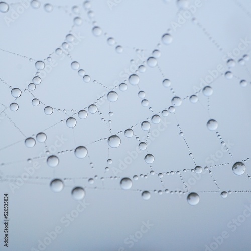 raindrops on the spider web in rainy days  abstract background