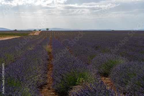 Lavender field in region of Provence France