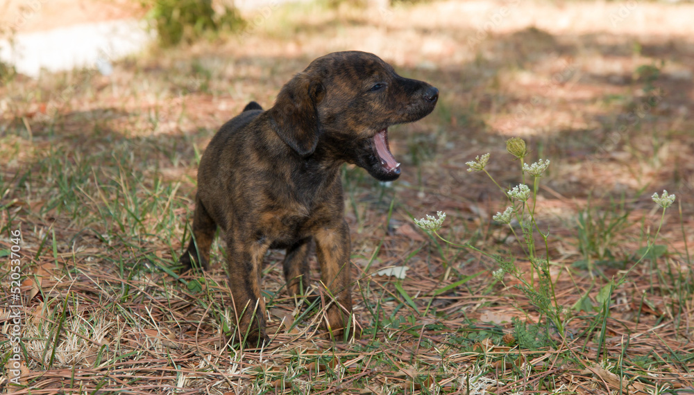 Funny dog: portrait of puppy yawns Funny dog: portrait of puppy yawns