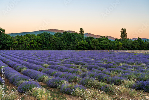 Lavender field region in Sault village in France
